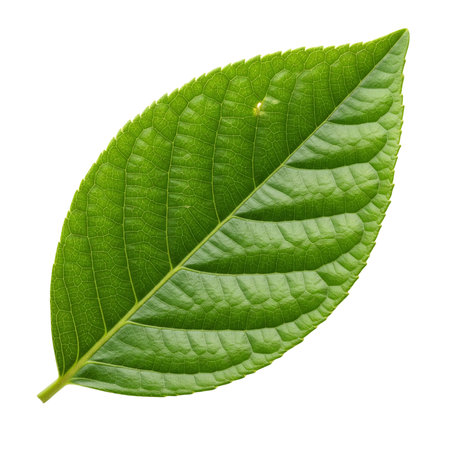Green leaf isolated on white background with clipping path.の素材