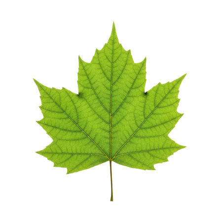 Green maple leaf isolated on white background. Clipping path included.の素材