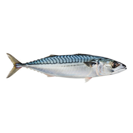 Fresh mackerel fish isolated on white background with clipping path.の素材