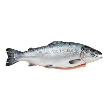 Fresh salmon fish isolated on white background. Clipping path included.の素材