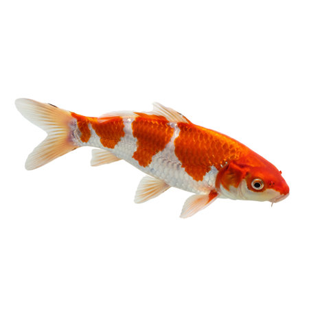 Koi fish isolated on white background. Goldfish with clipping pathの素材