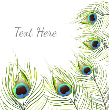 vector peacock on white background.vector illustrationのイラスト素材