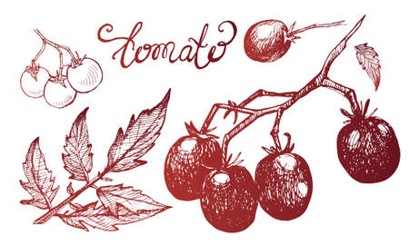 Hand drawn sketch of small tomatoes. A bunch of tomatoes, leaves, vegetable tomato. Beautiful outline for packaging, design, postcards, paperのイラスト素材