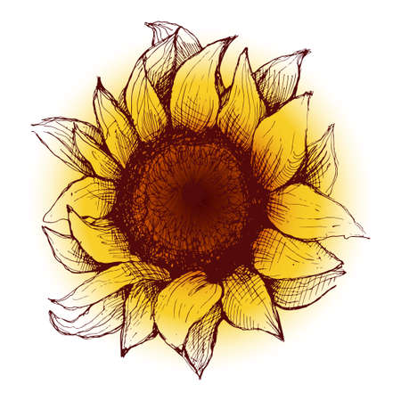 Hand drawn sunflower. Flower sunflower with painted heart and petals.のイラスト素材