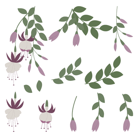 Vector illustration of fuchsia on white isolated background. Template for decor of postcard, album, applique.のイラスト素材