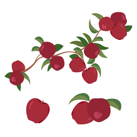 Vector illustration of a branch with red apples on white isolated background. Template for the design of postcard, poster, logo, web design.のイラスト素材