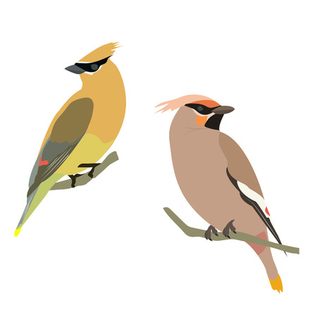 Vector illustration with birds waxwing on white isolated background. Template for postcard, poster, web design.のイラスト素材