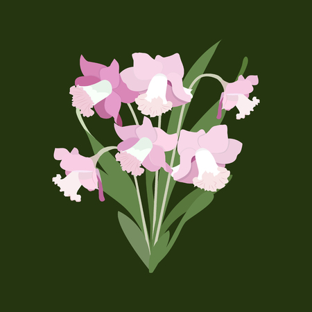 Vector illustration of pink daffodils on a dark background. Is isolated. Template for postcard, poster, web design.のイラスト素材