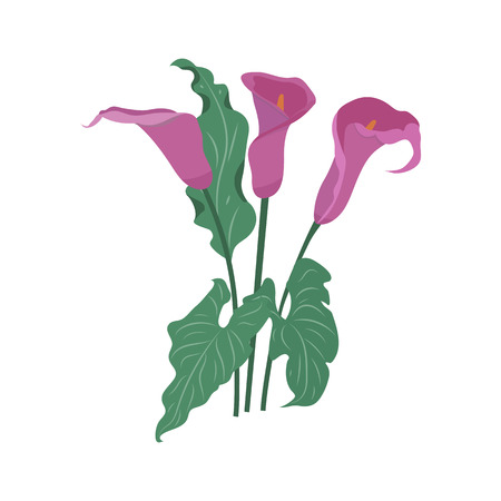 Vector illustration with burgundy callas on a white isolated background. Template for postcard, poster, web design.のイラスト素材