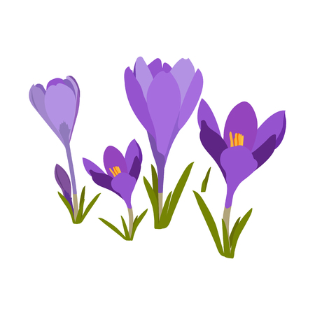 Vector illustration of spring crocuses on a white isolated background. Template for spring, easter cards, poster, web design.のイラスト素材