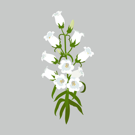 Vector illustration of a beautiful white campanula on an isolated background. Template for postcards, cosmetics, web design.のイラスト素材