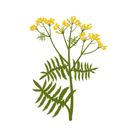 Isolated vector illustration. Tansy plant. (Tanacetum vulgare). Flat realistic style.のイラスト素材