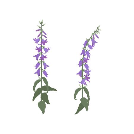 Vector illustration of a beautiful blue campanula on an isolated white background. Template for postcards, cosmetics, web design.のイラスト素材