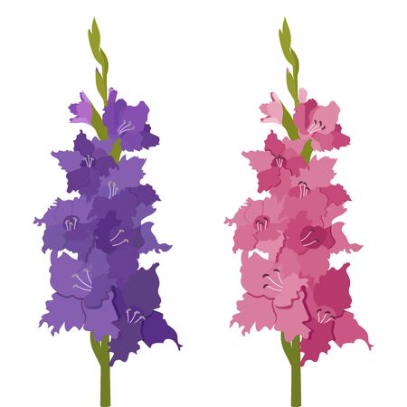 Flowers set of drawn gladiolus flowers on a white isolated background. Vector illustration.For decorating postcards, invitations, web design.のイラスト素材