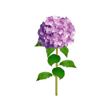 Hydrangea flowers isolated on white background. Botanical vector illustration. Floral composition for wedding invitation, greeting cards.のイラスト素材