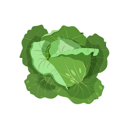 fresh green cabbage. Health food. Vector illustration on a white isolated background.