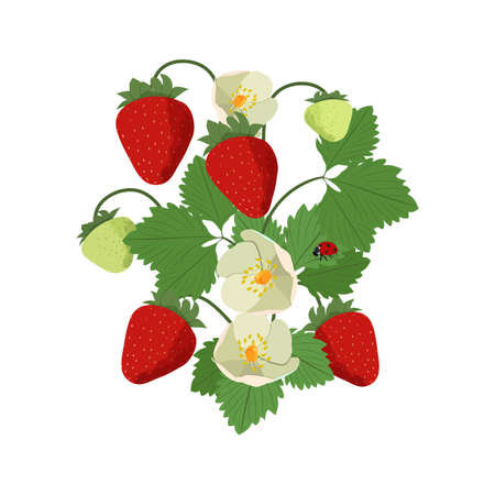 Strawberry bush with ladybird on a white isolated background. Vintage vector illustration.のイラスト素材