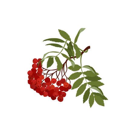 Vector illustration of a branch of red rowan on a white isolated background. Template for postcard, poster, cosmetic design, health products, web design.のイラスト素材
