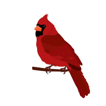 bird cardinal. Christmas symbol. Vector illustration on white isolated background. Template for postcards, web design.のイラスト素材