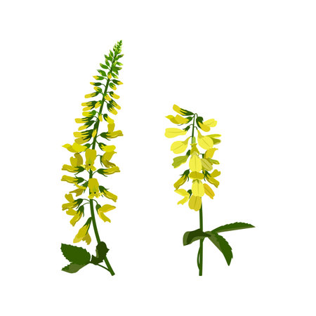 Sweet clover or sweet clover flowers on a white isolated background. botanical illustration. Medicinal wild herb.のイラスト素材
