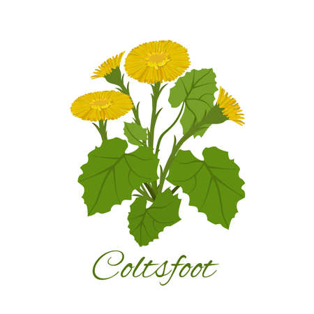 Mother and stepmother flowers, buds and leaves on a white isolated background. Perennial plant or wild herb, used in herbal medicine, cosmetics, medicine. vector illustration.のイラスト素材