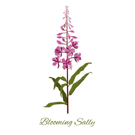 Blooming sally herbaceous wild plant with purple flowers on a white isolated background. Perennial plant, used in herbal medicine, cosmetics, medicine. vector illustration.のイラスト素材