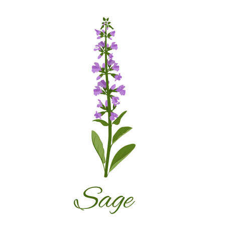 Vertical single sprigs of sage with flowers and leaves, isolated on white background. Realistic vector illustration. Perennial plant, used in herbal medicine, cosmetics, medicine, culinary.のイラスト素材