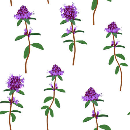 Seamless vector illustration with thyme flowers on a white background. To decorate textiles, packaging.のイラスト素材