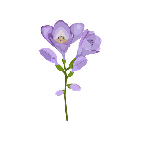 Beautiful freesia flower on white background.Purple freesia flowers in vector. Design element for wedding invitations, cards. Vintage Floral of Blooming Freesia. Illustration.のイラスト素材
