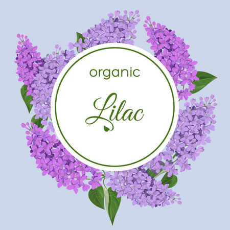 Vector greeting card with lilac branches.のイラスト素材