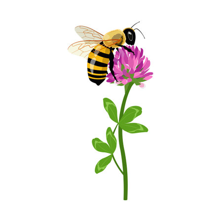 Bee or bumblebee collect pollen on a red clover Spring, summer, nature concept. Modern isolated Vector illustration. Logo, print, design templateのイラスト素材