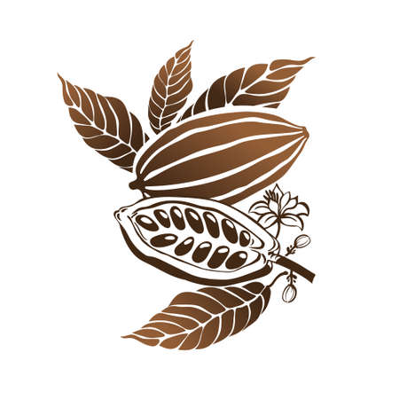Cacao beans plant. Vector exotic cacao plants.のイラスト素材