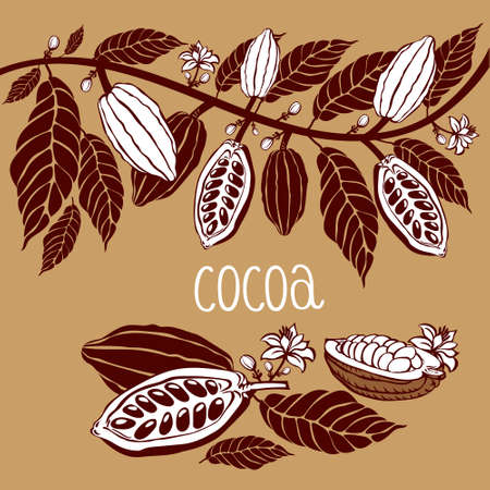 Cacao beans plant, Vector exotic cacao plantsのイラスト素材