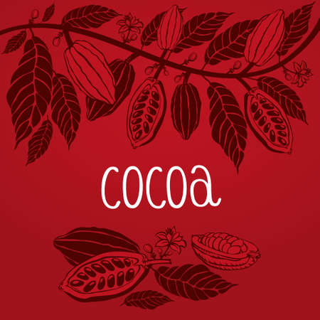 Cacao beans plant, Vector exotic cacao plantsのイラスト素材