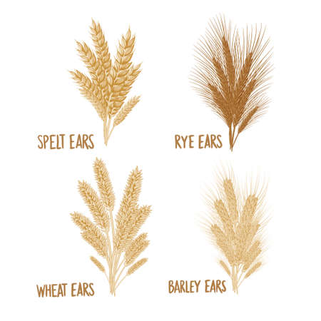 Cereal  illustration.のイラスト素材