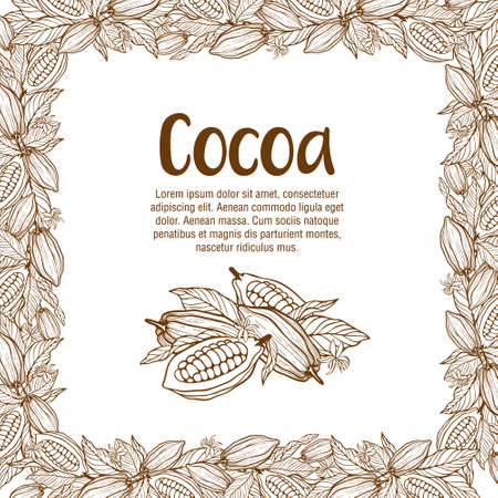 Cocoa beans illustration. Chocolate cocoa beans.のイラスト素材