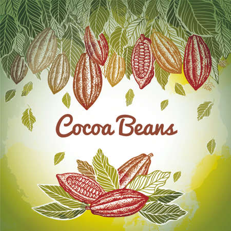 Cacao beans plant, Vector exotic cacao plants.のイラスト素材