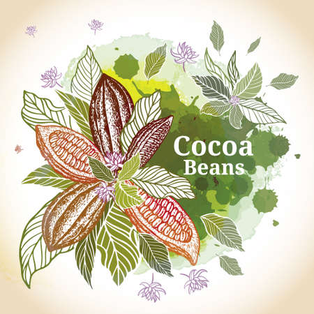 Cacao beans plant, Vector exotic cacao plants.のイラスト素材