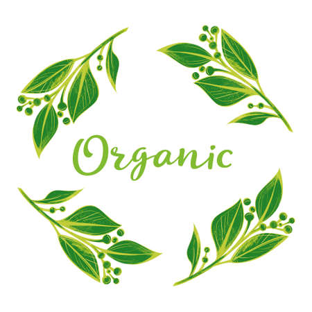 Flyer, booklet, poster, vector template. Laurel leaves. Modern ecology Green leaves designのイラスト素材