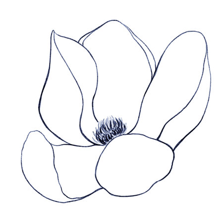 Contour drawing of a blooming Magnolia flower bud on a white background-an isolated elemenの写真素材