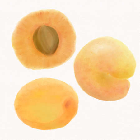 Juicy orange fruits, apricots, several pieces on textured watercolor paper, isolated on a white backgroundの写真素材