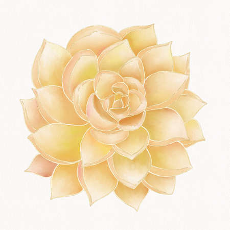 An illustration of an orange succulent flower with a yellow gradient on a white background is a decorative objectの写真素材