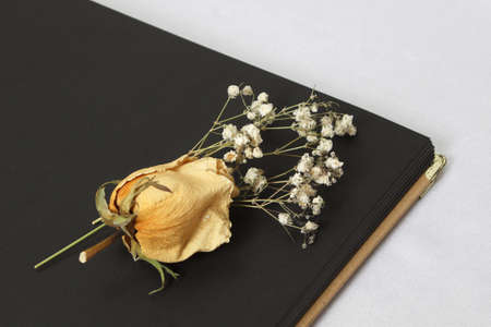 Decorative compositions of dried flowers and an album with dark leaves on a white backgroundの写真素材