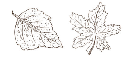 A pair of decorative elements, contour illustrations of leavesのイラスト素材