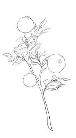 Contour illustration, coloring, plants with pomegranate fruitsのイラスト素材