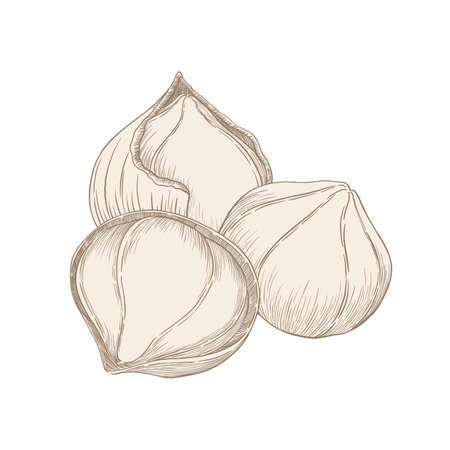 Simple linear illustrations of nuts, hazelnuts in shell and without on a white backgroundの写真素材