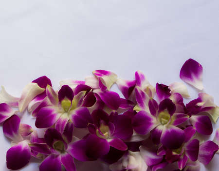 Orchid isolatedの写真素材
