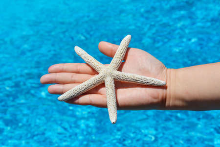 Star fishの写真素材