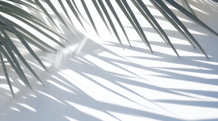 white background with shadow and palm leavesの写真素材