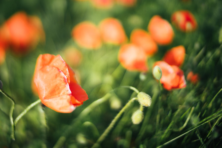 Poppies with a blurred background and space for text. Congratulatory greeting card holiday concept. Selective focus. Botanical designの写真素材